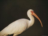 Close View of a White Ibis