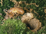 A Brood X  17-Year Cicada Nymph Emerging from its Hole