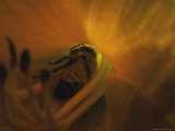 Sleeping Honeybee (Apis Mellifera) in Elephant Grass Flower
