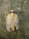 A Brood X  17-Year Cicada Newly Emerged from its Nymphal Exoskeleton