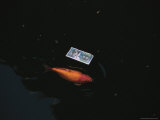 A Koi Fish and Chinese Currency in a Pond at the Temple of Heaven