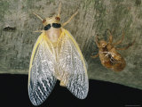 A Newly Emerged Brood X  17-Year Cicada and its Nymphal Exoskeleton