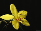 Close View of a Spathoglottis Orchid