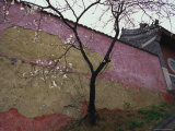 A Plum Tree Near the Miao Fengshan Buddhist Temple in Beijing