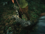 A Tranquilized Jaguar is Taken to Be Fitted with a Radio Collar
