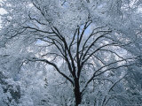 A Winter Wonderland of Snow-Covered Trees
