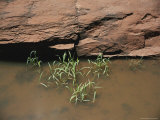 Grass Growing from Standing Water with Red Rocks Behind
