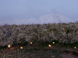 A Fruit Orchard with Smudge Fires at Twilight