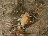 Ants Eat a Newly Emerged Brood X  17-Year Cicada