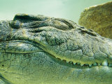 Close View of the Head of an Estuarine Saltwater Crocodile Underwater