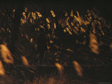 A Man Fishes Surrounded by Sunlight-Illuminated Tall Grasses