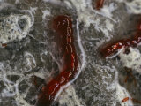 Close View of Midge Larvae Feeding on Microbes