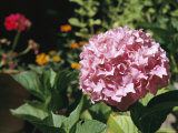 Hydrangea Flower in a Garden; Sutter Creek is a Small Mining Town in the Gold Country of California