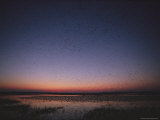 Flocks of Birds Fill the Sky at Twilight