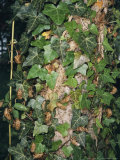 Discarded Nymphal Shells of Brood X  17-Year Cicadas on a Tree Trunk