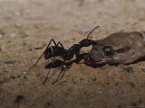 Ant Pulling and Feeding on a Dead Gecko