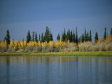 Afternoon Sunlight Highlights the Autumn Colors of Birch Trees