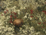 A Mushroom Grows Among a Cranberry Bush and Lichens