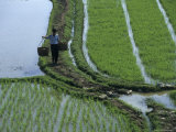 Rice Farmer in Fields  Guilin  Yangdi Valley