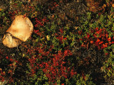 A Mushroom Grows Next to a Cranberry Bush