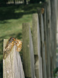A Newly Emerged Brood X  17-Year Cicada Next to a Nymphal Exoskeleton