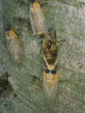 Newly Emerged Brood X  17-Year Cicadas  Showing Nymphal Exoskeleton