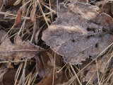 Frost Glints on Dead Leaves