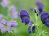 Close View of Wooly Geranium (Left) and Monkshood Flowers