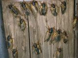 Adult Brood X  17-Year Cicadas