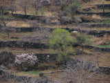 Stone Wall Terraces Line the Hills of the Miao Fenghan Mountains