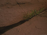 Grasses Growing from Standing Water in a Crevice in Red Rock