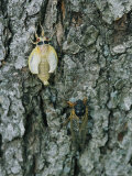 A Newly Emerged White Brood X Cicada Next to an Older Black Adult