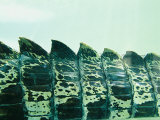 Close View of Tail Scale Ridges of a Saltwater Crocodile Underwater