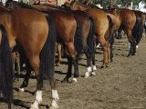 The Hindquarters of a Row of Well-Groomed Horses