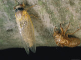 A Brood X  17-Year Cicada Adult Newly Emerged from its Nymphal Shell