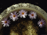 Daisies Floating in a Bird Bath