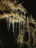 Mucus-Like Strands of Sulfur-Eating Bacteria in Cueva De Villa Luz  These are Called Snottites