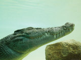 An Estuarine Saltwater Crocodile Underwater with Eyes and Jaw Shut