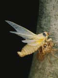 A Brood X  17-Year Cicada Emerges from its Nymphal Exoskeleton