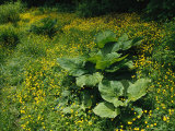 Skunk Cabbage Growing Among Yellow Buttercups