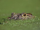 A Female Nile Crocodile Carries Her Newly Hatched Babies in Her Mouth