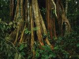 The Buttressed Roots on a Strangler Fig Tree
