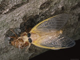 A Brood X  17-Year Cicada Emerges from its Nymphal Exoskeleton