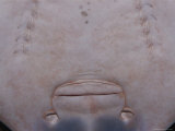 A View of the Underside of a Ray Showing Mouth and Gills