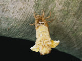 A Brood X  17-Year Cicada Emerges from its Nymphal Exoskeleton
