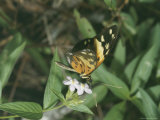 Close View of a Butterfly on Flowers