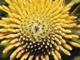 A Close View of a Drumstick Flower  Isopogon Anenonifolius