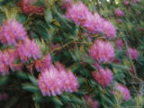 Rhododendron Blossoms Swaying in a Breeze
