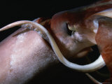 Close View of a Giant or Humboldt Squid at Night