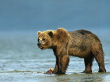 A Brown Bear Eating a Freshly Caught Salmon